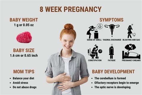 8 Weeks Pregnant Symptoms Ultrasound And Baby Development