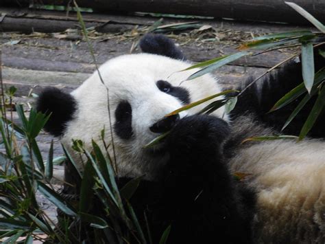 Fascinating Facts About Pandas All In One Place The Great Projects