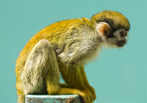 Filesquirrel Monkey Fuji Wikimedia Commons