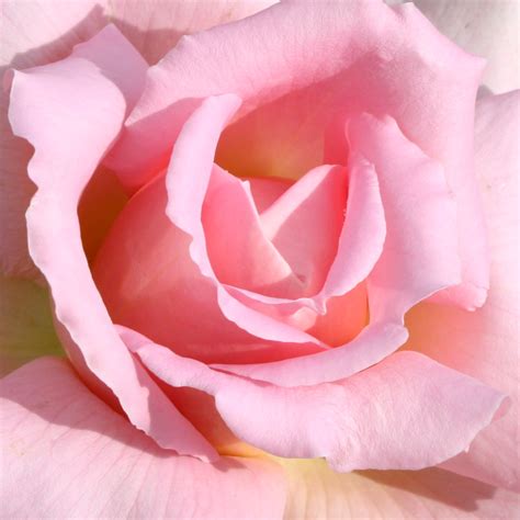 Pink Rose Close Up Picture Free Photograph Photos