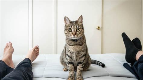 Why Your Cat Wakes You Up At Night — And What You Can Do About It