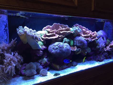 Photo 1 150 Gallon Reef Tank Yellow Tang Hawaii Bl