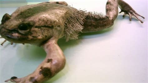 Why The Horror Frog Breaks Its Own Bones