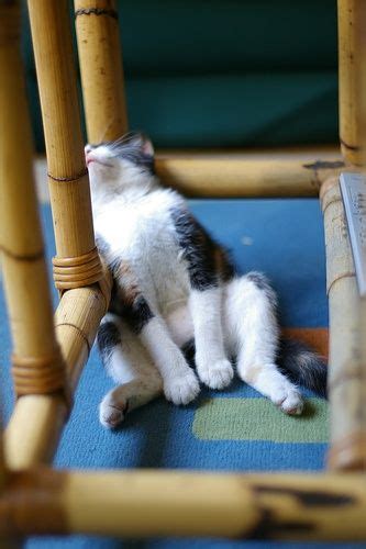 35 Funny Photos Of Cats Caught Sleeping Cat Fancast