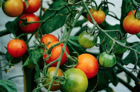Growing Tomatoes In Ne Florida Edible Northeast Florida