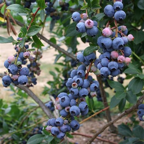 How To Grow Blueberries Vaccinium