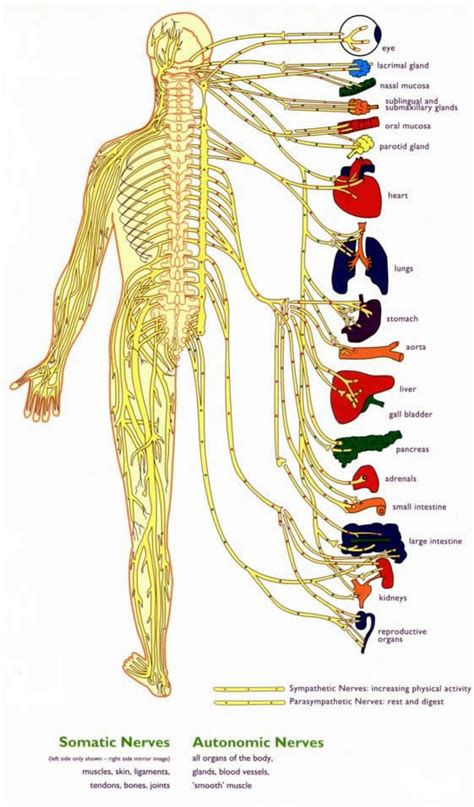 The diagram summarises how information flows from receptors to effectors in the nervous system. Why are you sick? - Community Chiropractic Groton MA