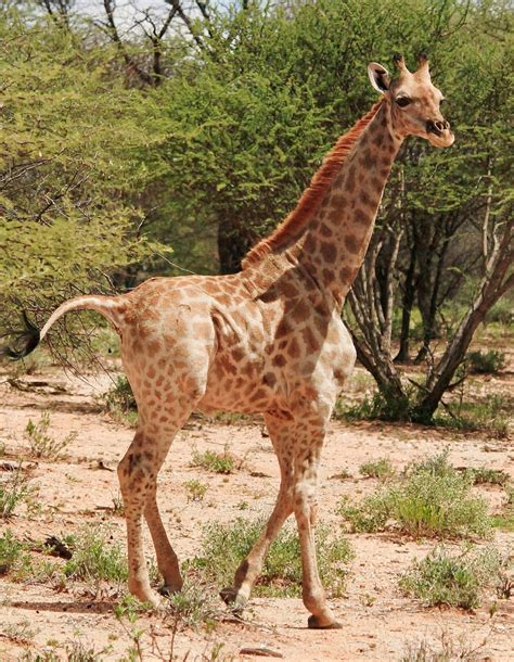 Rare Sightings Of Dwarf Giraffe In Uganda And Namibia Conservation