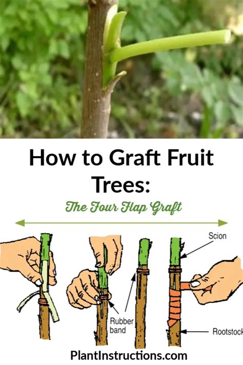 Grafting Techniques For Fruit Trees Grafting Techniques For Fruit