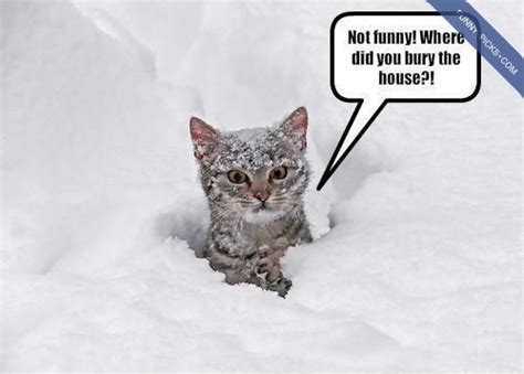Cats In Snow Cats And Snow Funny Animals Pic Cute Animals Crazy Cats