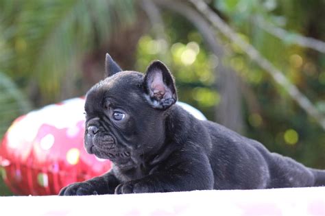 12 weeks old and ready to leave now. French Bulldog Puppies For Sale | Wisconsin Dells, WI #270308
