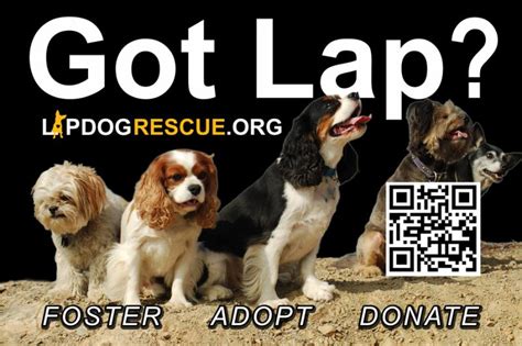 Lap Dog Rescue Of New Mexico Reviews And Ratings Tijeras Nm Donate