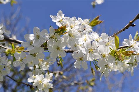 Filebeautiful Spring Flowers Wikimedia Commons