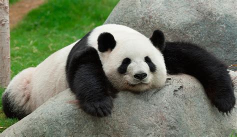 Nace Un Oso Panda Gigante En Un Zoológico De Tokio La República Ec