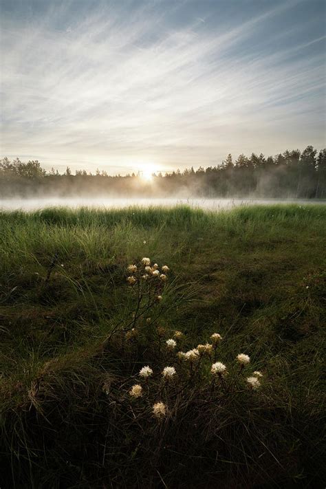 Marsh Tea Flower And Sunrise Landscape Photograph By Juhani Viitanen