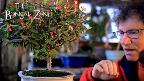 Pruning My Crown Of Thorns Bonsai The Bonsai Zone Dec 2020 Youtube