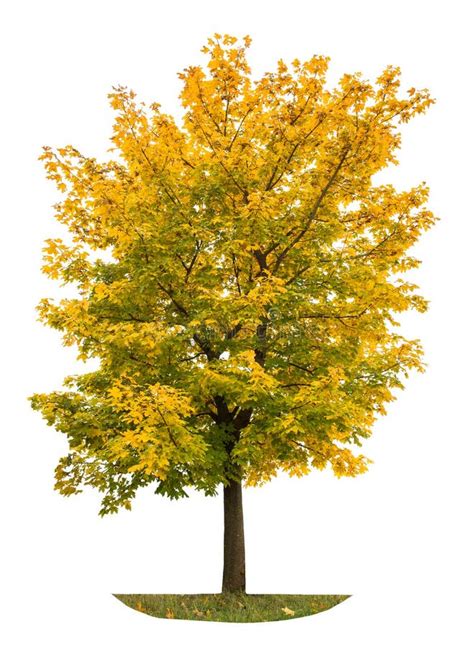Autumnal Yellow Maple Tree Isolated White Background Stock Image