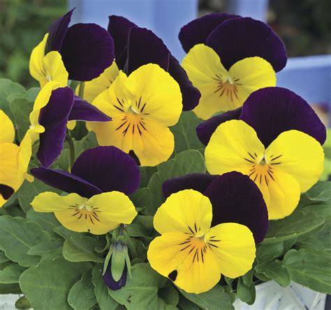 Viola Penny Yellow Jump Up Muller Seeds