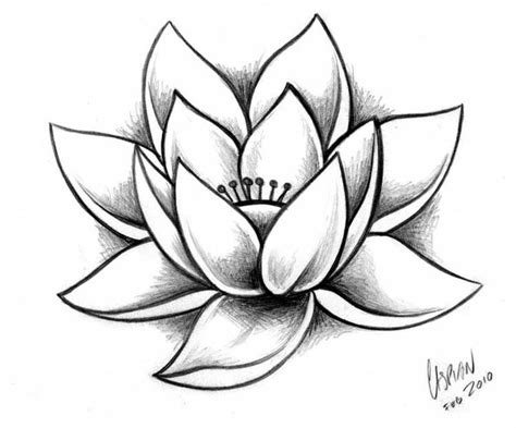 Sketches | Lotus drawing, Flower drawing, Flower art drawing