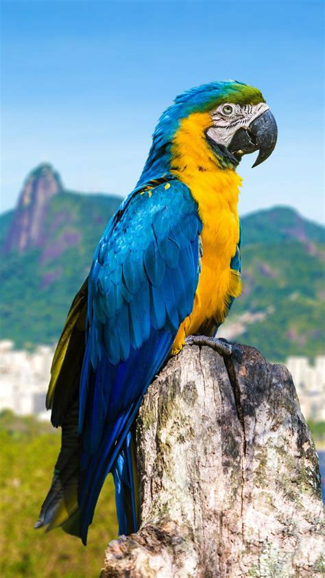 Blue And Yellow Macaw Parrot In Rio De Janeiro Brazil Windows 10