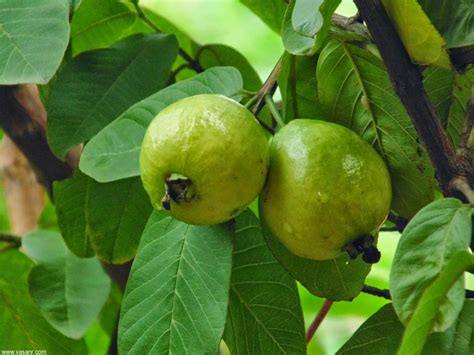 Both the fleshy fruit of the guava plant and the leaves are edible, with the fruit most often eaten as a snack and the leaves here are just a few of the benefits of eating this tropical fruit. Discover Best Benefits of Guava Leaves for Skin Whitening ...