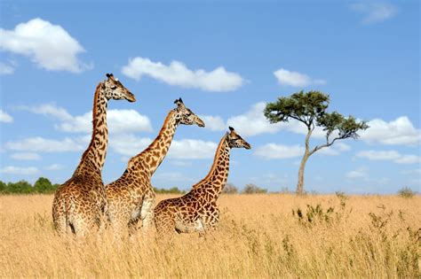 Tujuan Safari Terbaik Di Afrika Itinku