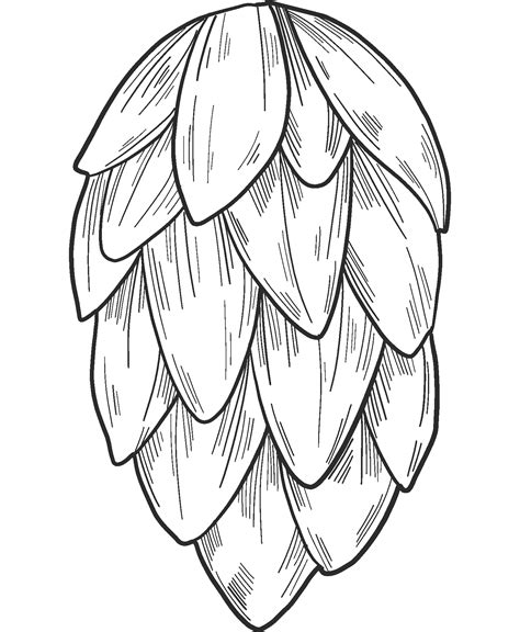 Pine Cone Coloring Page Colouringpages