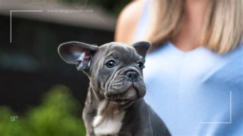 15 Mind Blowing Facts About French Bulldogs
