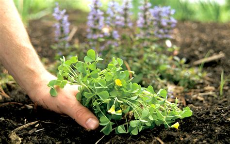 What You Need To Know To Eliminate Weeds From Your Garden Paynes