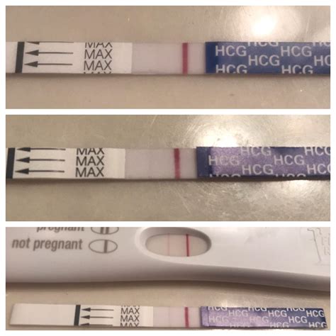 Cd25 2710 12 Dpo Pregmate And Frer Progression All Pics Taken Within