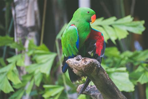 Fotos Gratis Pájaro Fauna Silvestre Verde Selva Pico Lorikeet
