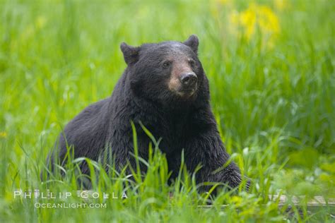 Black Bear Portrait Sitting In Long Grass Ursus Americanus Orr Minnesota