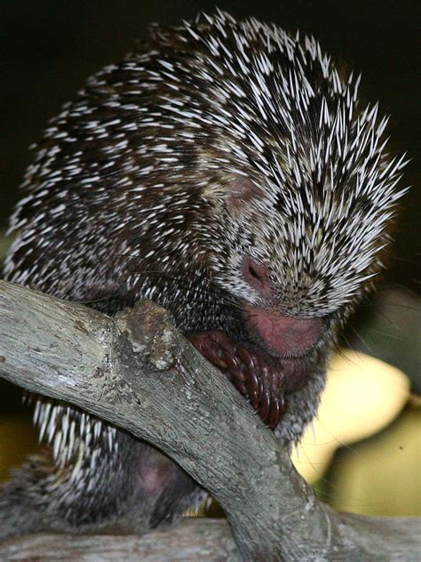 Prehensile Tailed Porcupine At Cleveland Metroparks Zoo Flickr