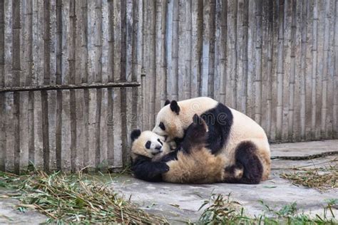 Two Giant Pandas Playing Stock Image Image Of Nature 188422975