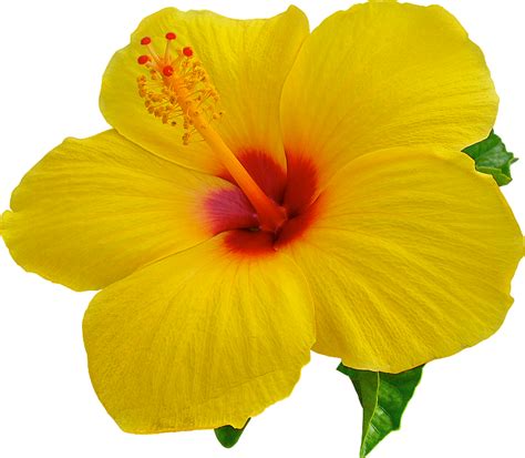 Hibiscus Transparent Background Clipart Images Png Images Background