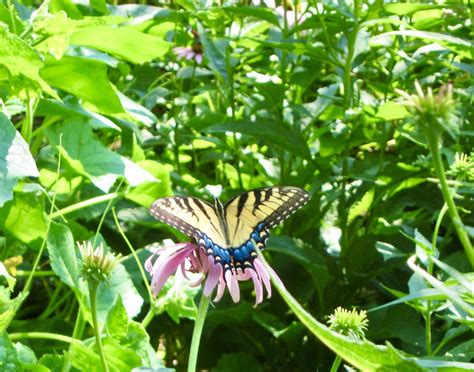 Tiger Swallowtail Butterfly Ali Eminov Flickr