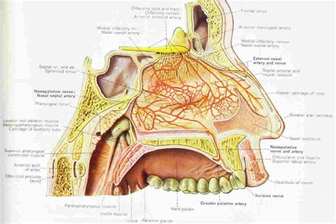 Nasal Anatomy And Physiology