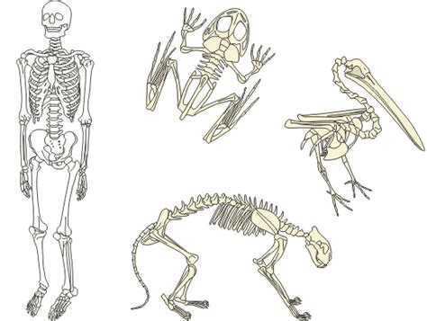 21 Animal Skeletons