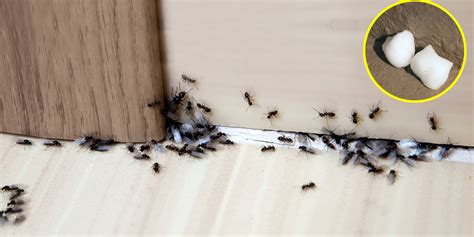 3 métodos naturais para eliminar formigas para sempre Ideias Dicas