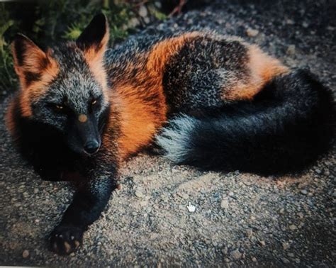 Cross Fox Rare Animals Melanistic Fox