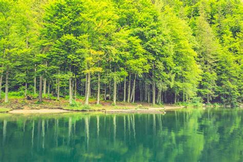 Mountain Lake Panorama Clear Water And Pine Tree Forest Stock Photo