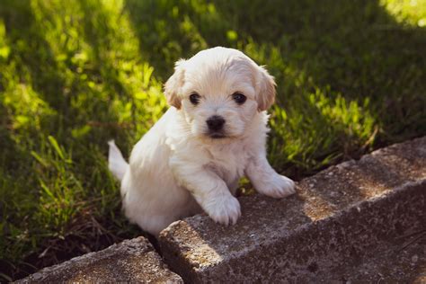 Five Considerations When Caring For Small Dogs Mad Paws Blog