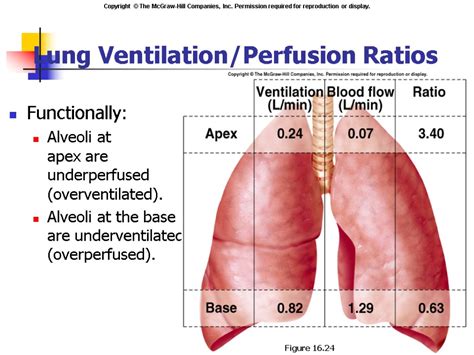 Respiratory Physiology Respiration Includes 3 Separate Functions