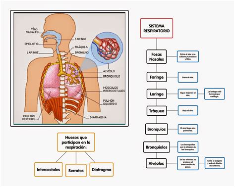 Mapa Conceptual El Sistema Respiratorio Images