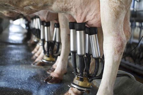 Managing A Cows Lactation Cycle Sharpes Stock Feeds