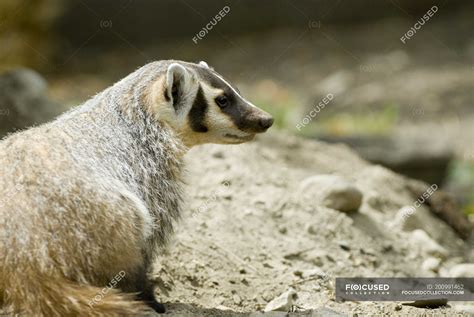 Badger Sitting On Sandy Ground Close Up — Nature Predator Stock