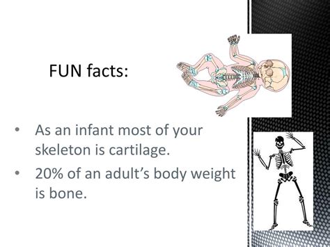 Ppt Skeletal System Powerpoint Presentation Free Download Id1868061