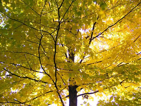 Yellow Maple Tree Free Stock Photo Public Domain Pictures