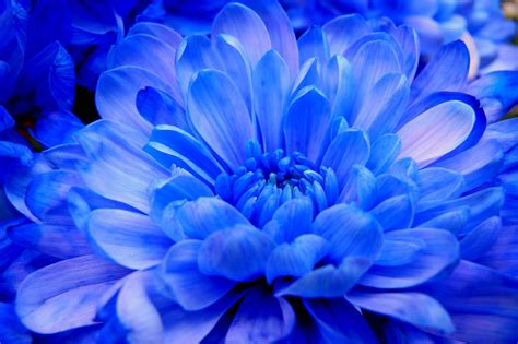 Blue Chrysanthemums Welcome To