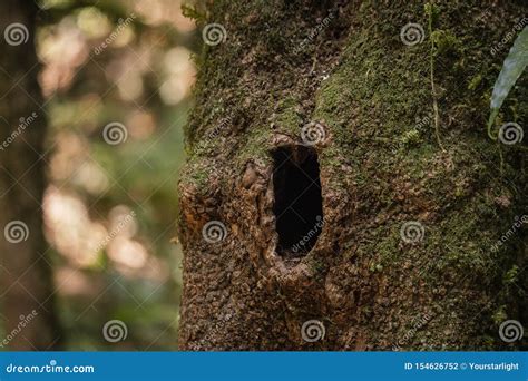 A Tree With The Small Burrow Stock Photo Image Of Jungle Hole 154626752